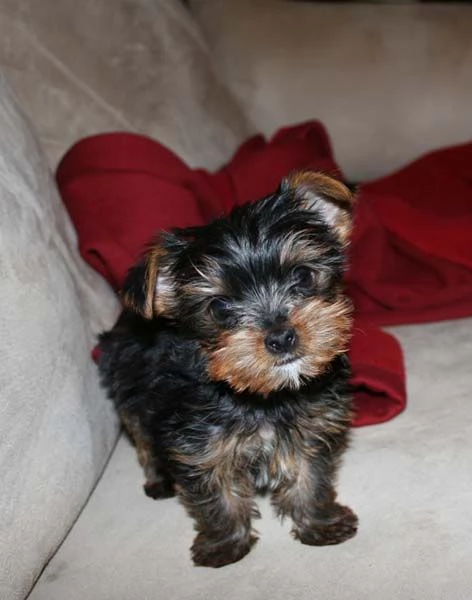  Cuccioli di yorkshire terrier in adozione