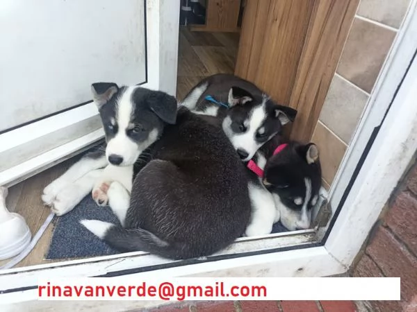 Siberian Husky con pedigree