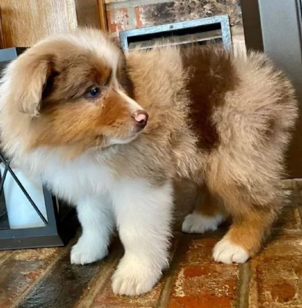 Cuccioli di pastore australiano in cerca di una nuova casa