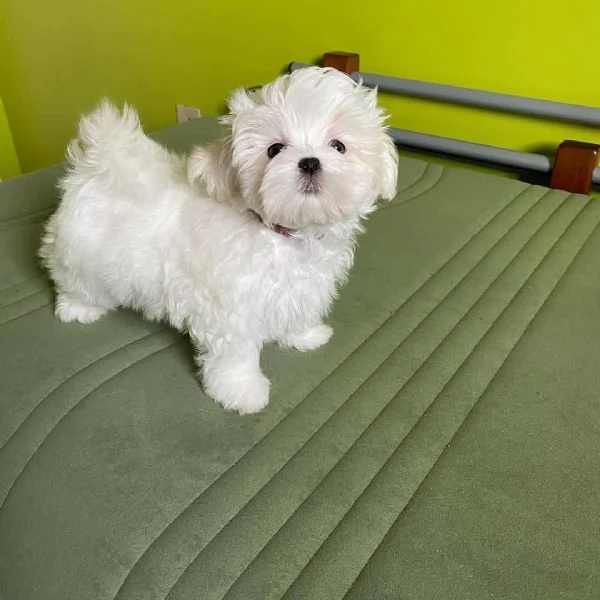 Cuccioli maltesi sia maschi che femmine