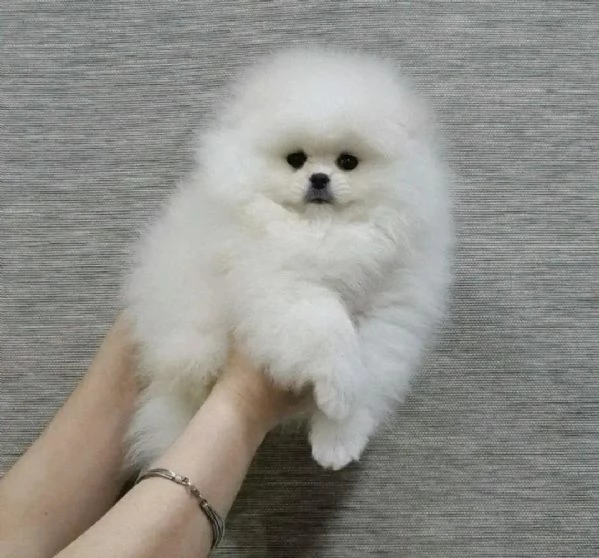 Cuccioli di Pomerania carini e giocosi. Carini e giocosi | Foto 0