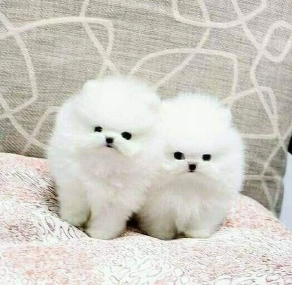 Cuccioli di Pomerania carini e giocosi. Carini e giocosi