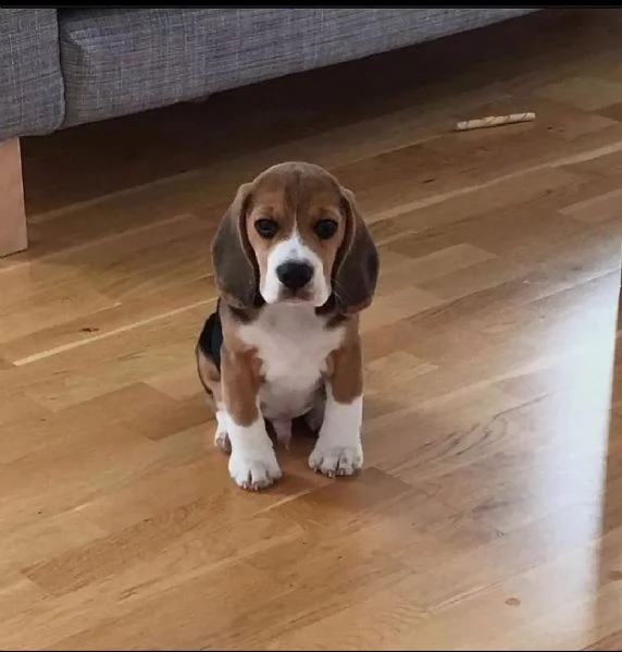 I cuccioli di Beagle cercano una nuova famiglia amorevole e premurosa
