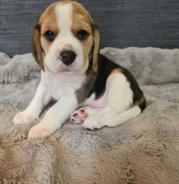 I cuccioli di Beagle cercano una nuova famiglia amorevole e premurosa | Foto 1