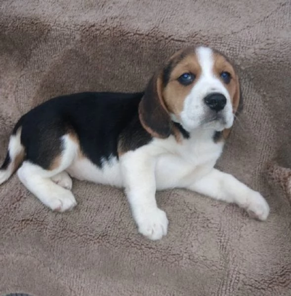 I cuccioli di Beagle cercano una nuova famiglia amorevole e premurosa | Foto 0