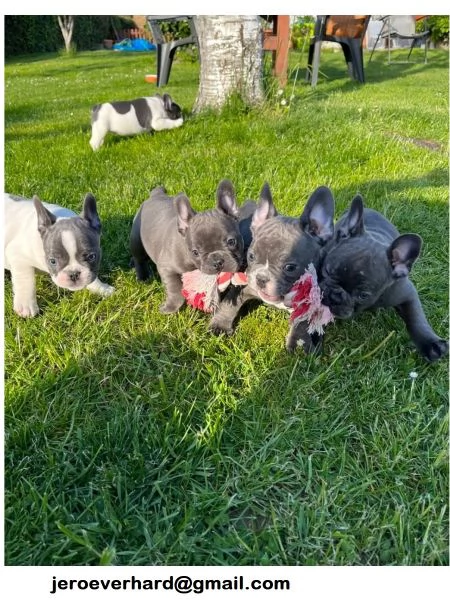  Regalo Bouledogue francese cuccioli ​