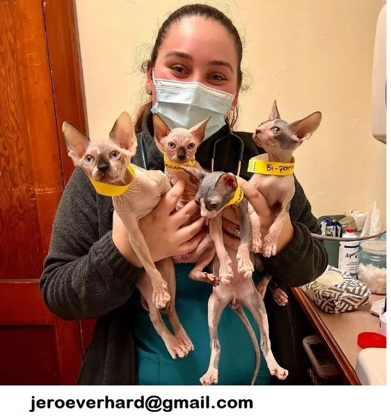 ​Regalo Gatti Sphynx con pedigree