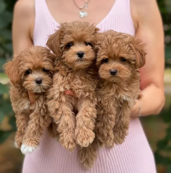 Cuccioli di Maltipoo