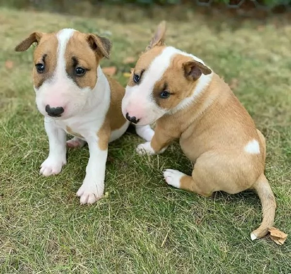 Cuccioli di Bull Terrier