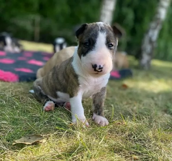 Cuccioli di Bull Terrier | Foto 0