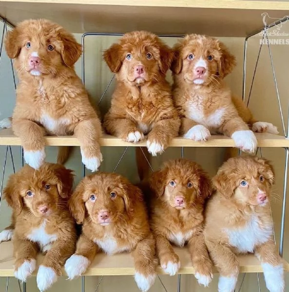 Cuccioli della Nuova Scozia | Foto 0