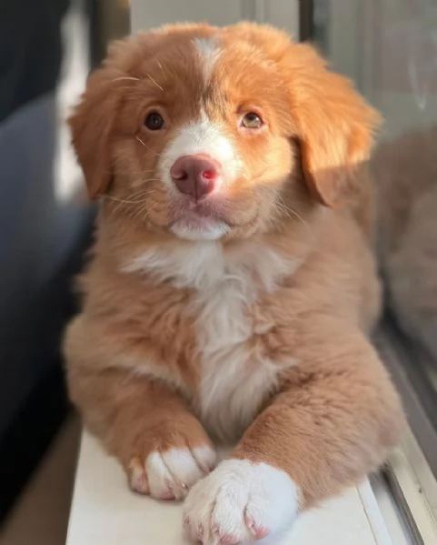 Cuccioli della Nuova Scozia