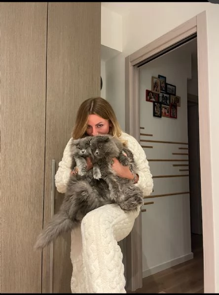 Vendesi cucciolo Scottish Straight long hair blue