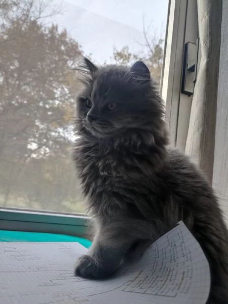 Vendesi cucciolo Scottish Straight long hair blue | Foto 2