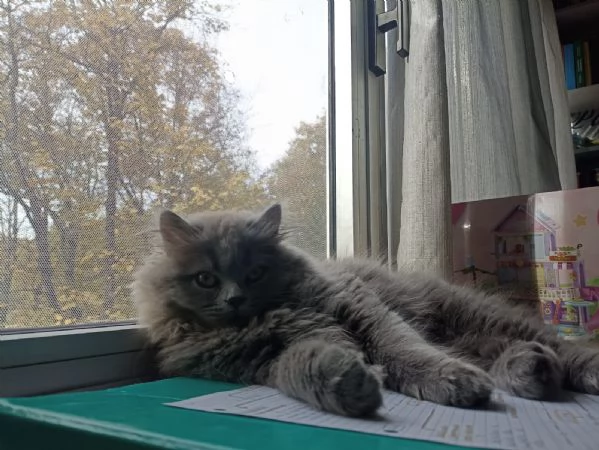 Vendesi cucciolo Scottish Straight long hair blue | Foto 1