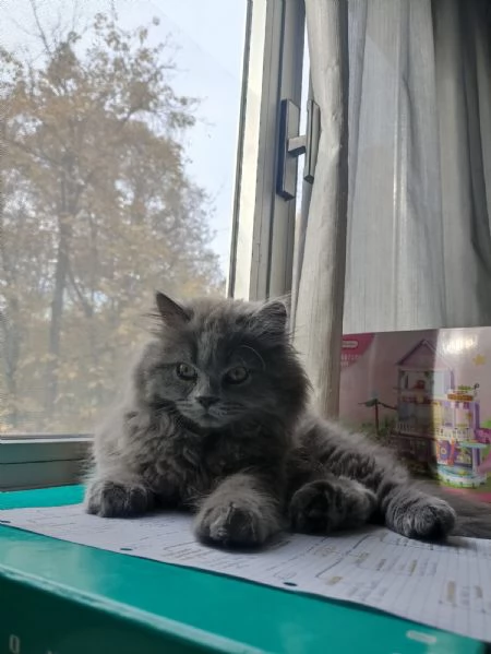 Vendesi cucciolo Scottish Straight long hair blue | Foto 0