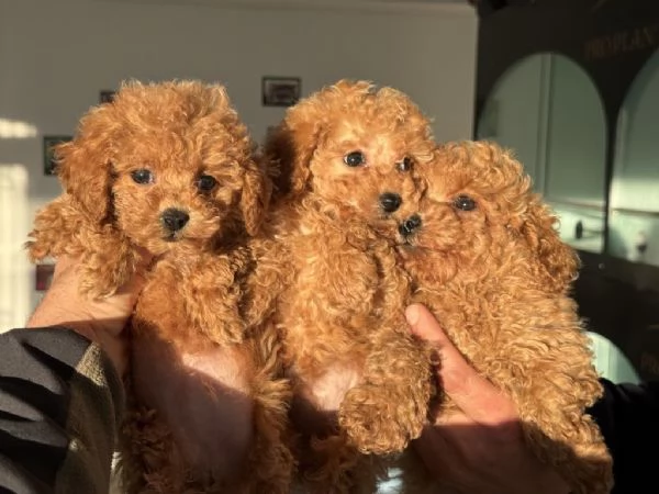 Regalo dei cuccioli di Barboncini toy