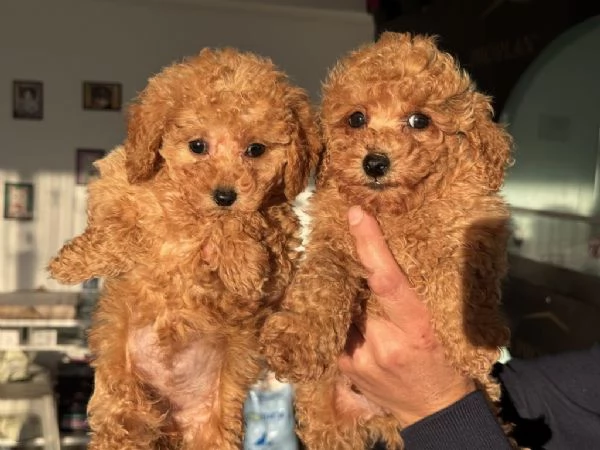 Regalo dei cuccioli di Barboncini toy | Foto 1
