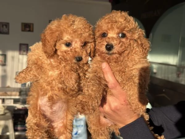 Regalo dei cuccioli di Barboncini toy | Foto 0