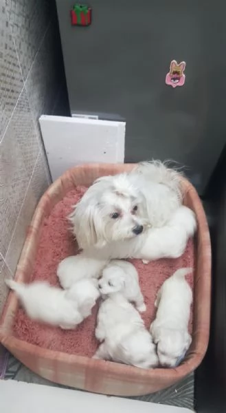 Regalo dei cuccioli di Maltese