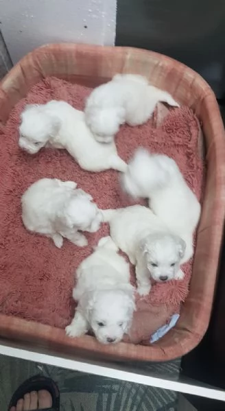 Regalo dei cuccioli di Maltese | Foto 0