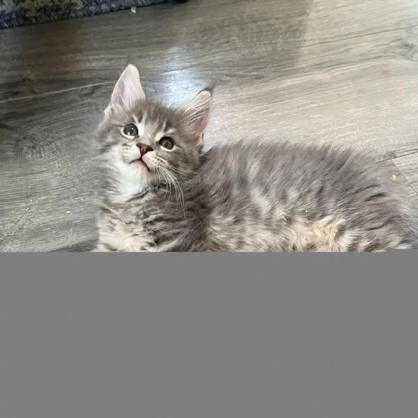 Maine Coon cuccioli !!