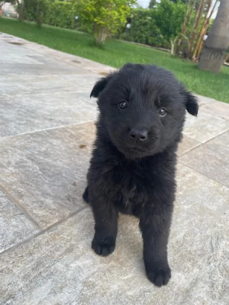 regalo cuccioli meticci | Foto 0