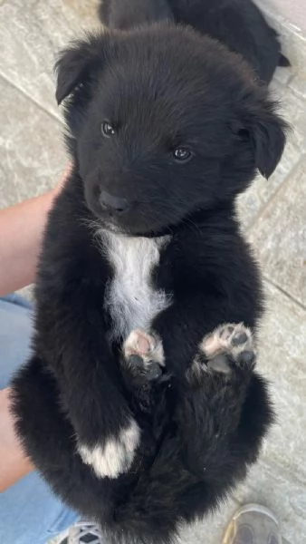 regalo cuccioli meticci