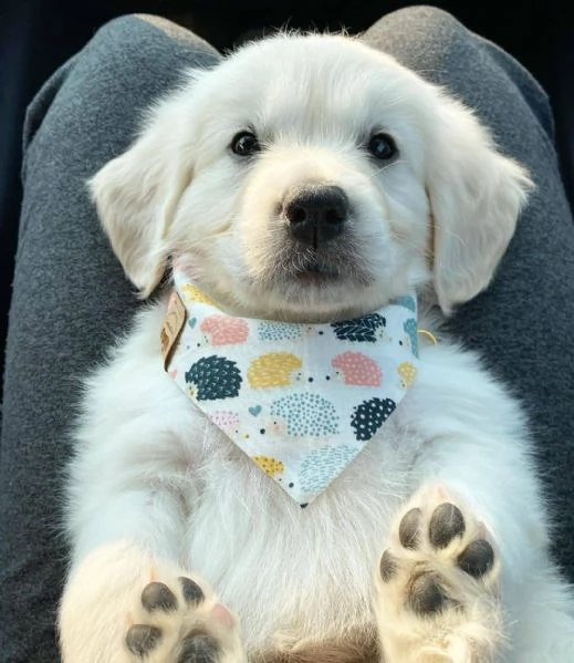 Due cuccioli maschietti di Golden retriever!!! | Foto 0