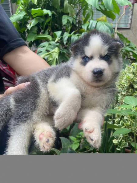 Cuccioli Siberian Husky | Foto 0