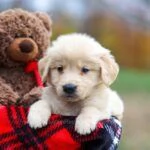 Disponibili cuccioli di Golden Retriever