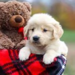 Disponibili cuccioli di Golden Retriever | Foto 3