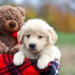 Disponibili cuccioli di Golden Retriever | Foto 1