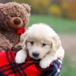 Disponibili cuccioli di Golden Retriever | Foto 0