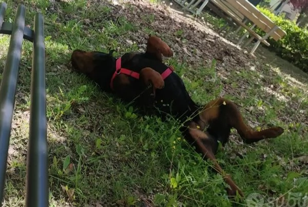 Cane da adottare  | Foto 3