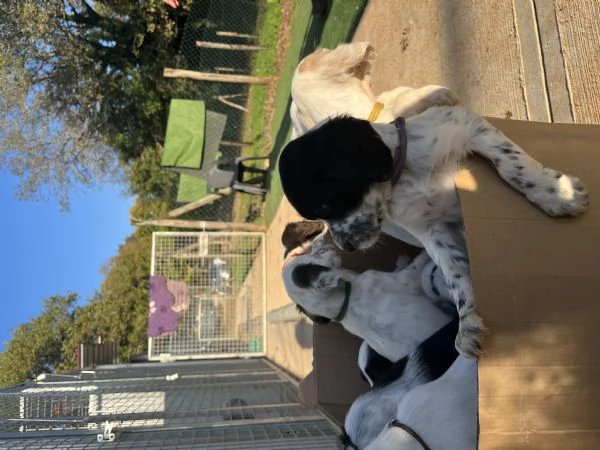 Vendita cuccioli di Setter Inglese | Foto 7