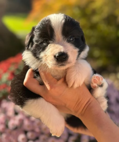 Ultimo maschio disponibile da Cucciolata di Border Collie con Pedigree | Foto 5