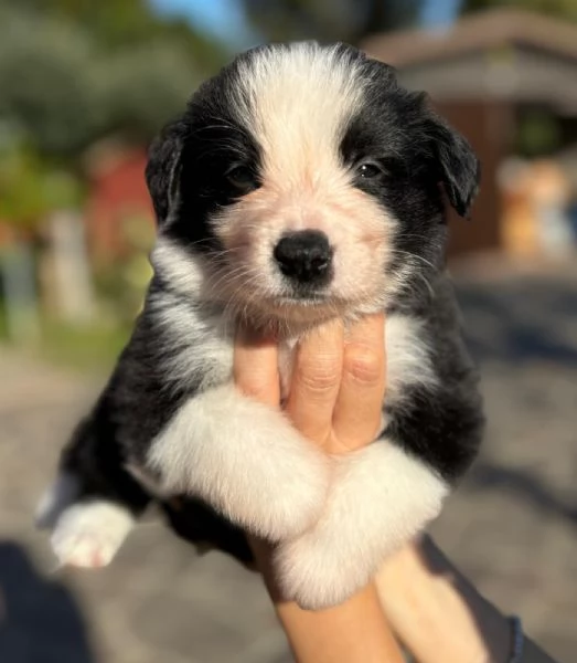Ultimo maschio disponibile da Cucciolata di Border Collie con Pedigree | Foto 4