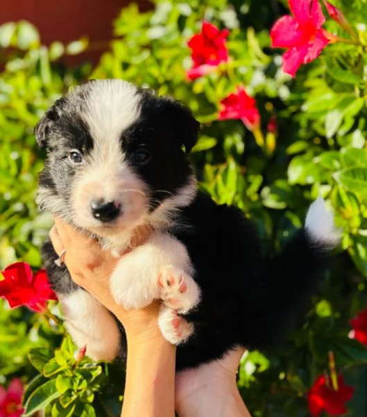 Ultimo maschio disponibile da Cucciolata di Border Collie con Pedigree | Foto 3