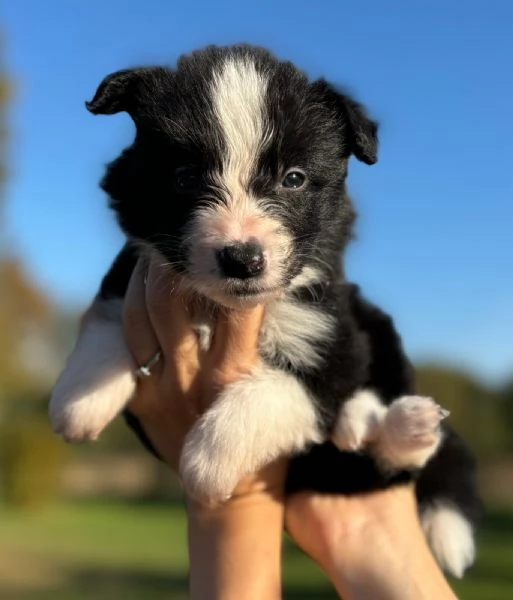 Ultimo maschio disponibile da Cucciolata di Border Collie con Pedigree | Foto 1