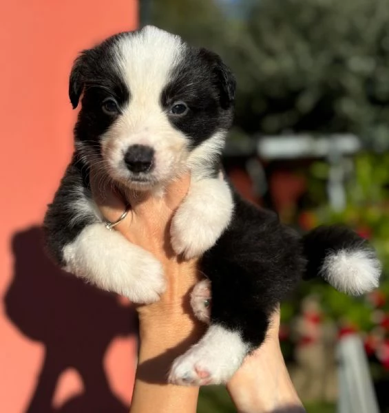 Ultimo maschio disponibile da Cucciolata di Border Collie con Pedigree | Foto 0