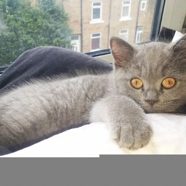 Due cucciole british shorthair | Foto 0