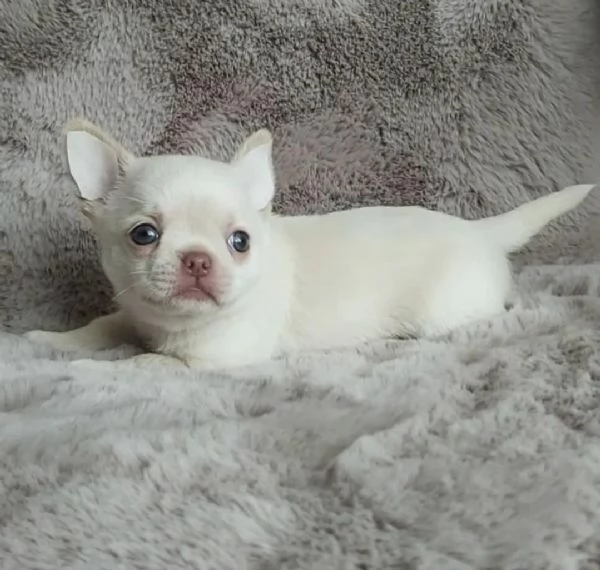 Bellissimi cuccioli di chihuahua