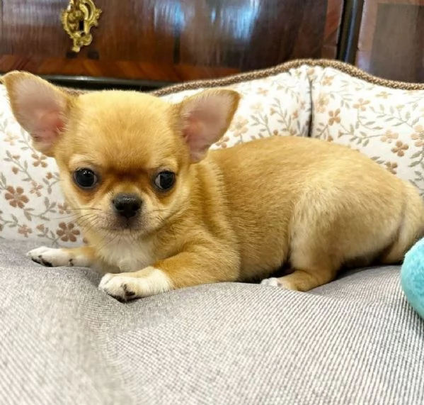 Bellissimi cuccioli di chihuahua | Foto 0