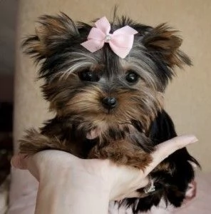 Cuccioli di Yorkie maschi e femmine
