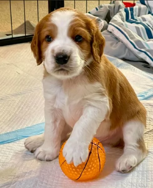 Cuccioli di Welsh Springer Spaniel disponibili.