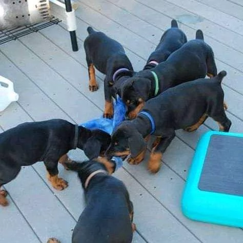 Cuccioli di doberman