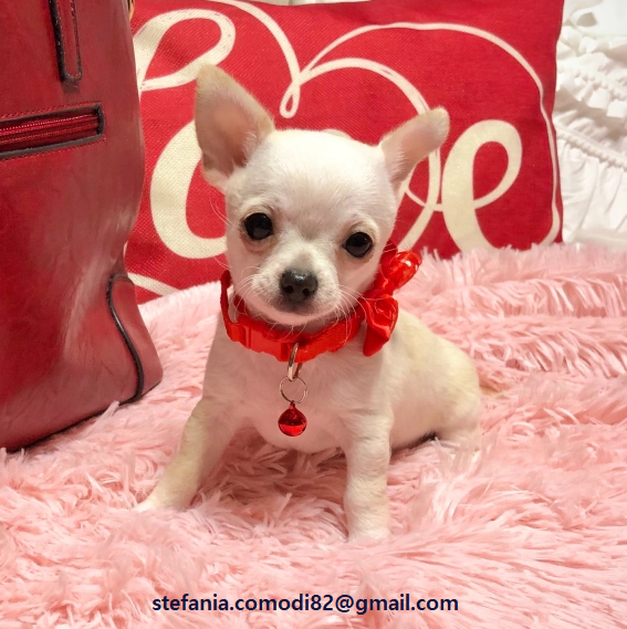 Orecchini in argento sterling con cristallo Swarovski 3D Chihuahua cucciolo Messico CANE amante degli animali gioielli Natale 30° 40° 50° 60 regalo