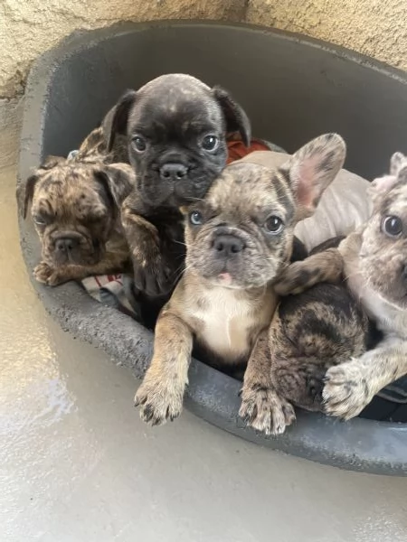 Disponibili 7 cuccioli di Bulldog francesi