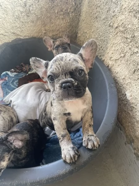 Disponibili 7 cuccioli di Bulldog francesi | Foto 3